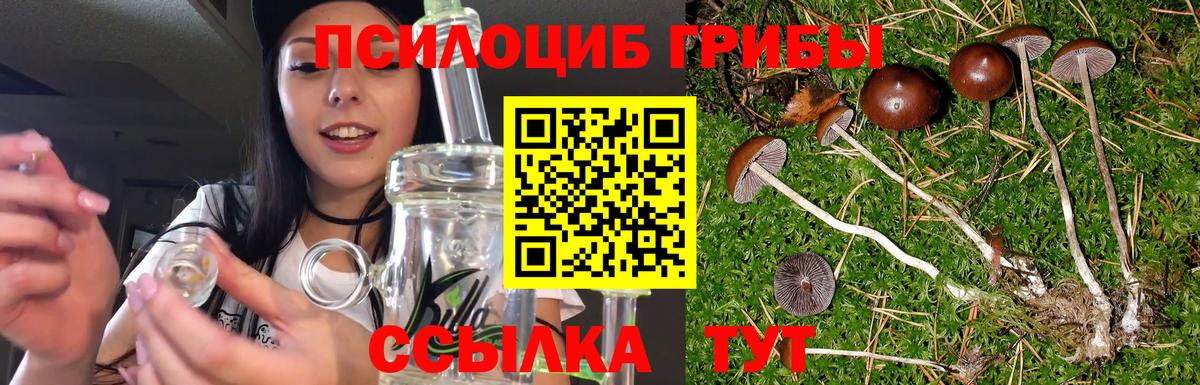 Фурманов  Псилоцибиновые грибы Cubensis  Вход с VPN 